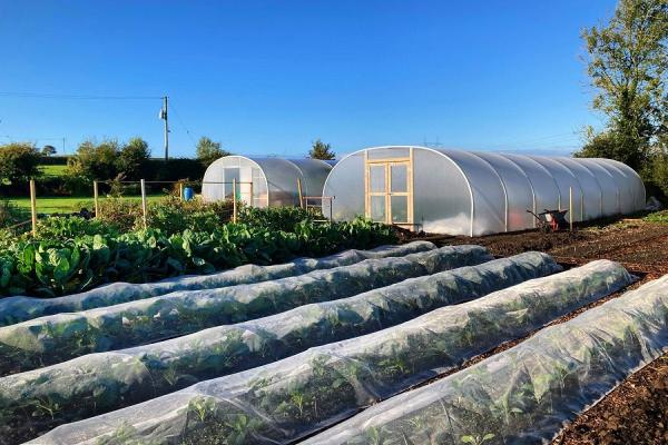 The Veggie Patch