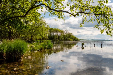 Escape into nature at Portumna Forest Park, where peaceful woodland trails meet the shores of Lough Derg.