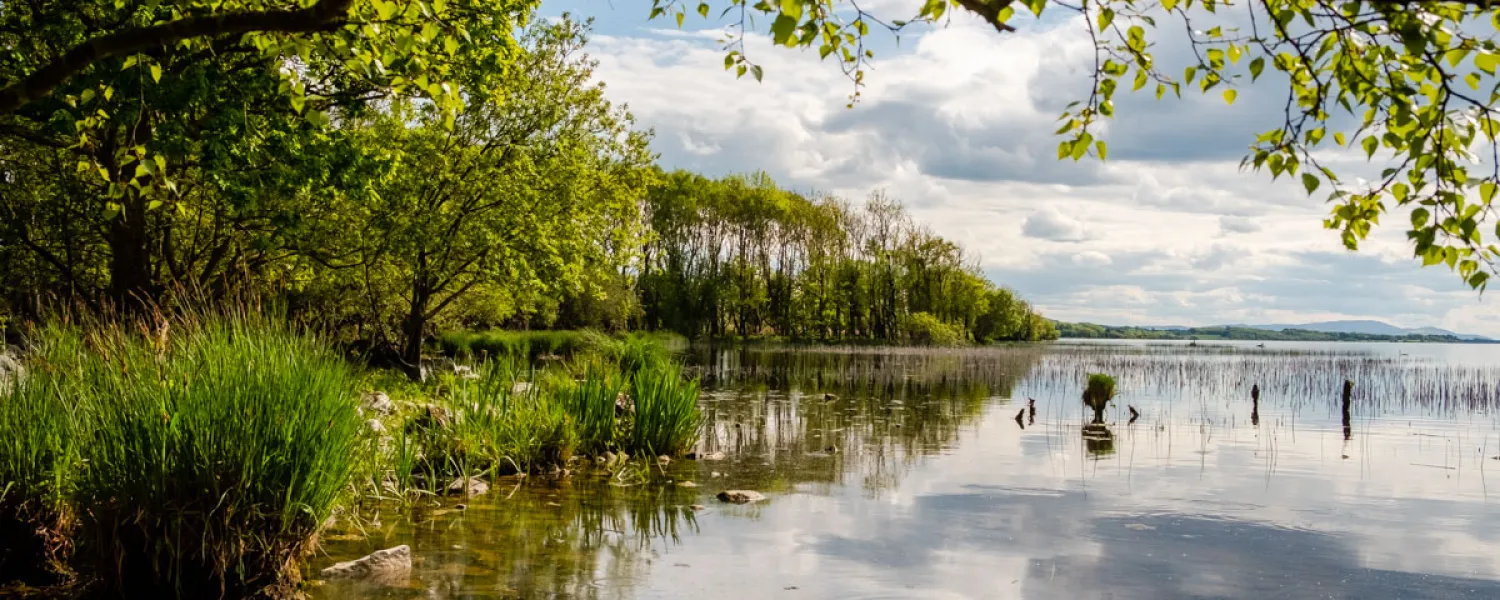 Escape into nature at Portumna Forest Park, where peaceful woodland trails meet the shores of Lough Derg.