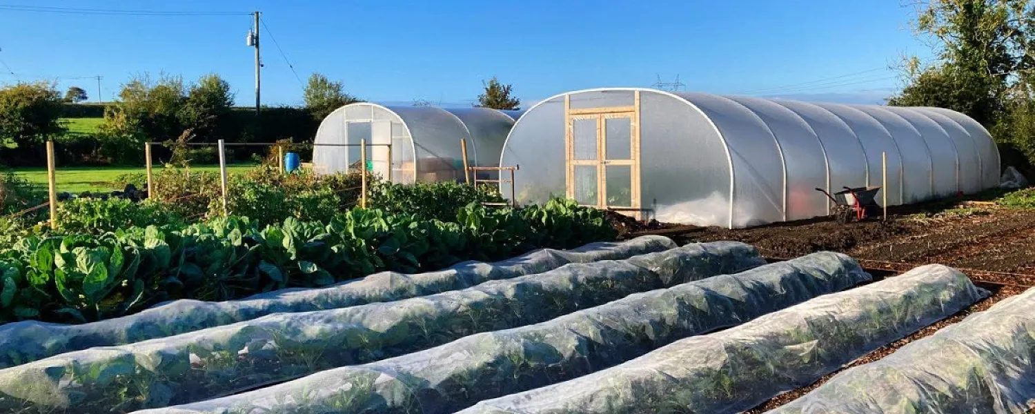 The Veggie Patch